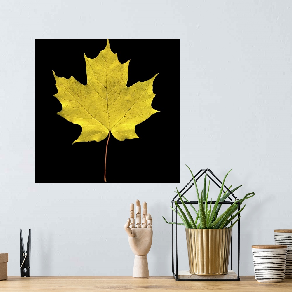 A bohemian room featuring A large yellow maple leaf is photographed closely against a black background.