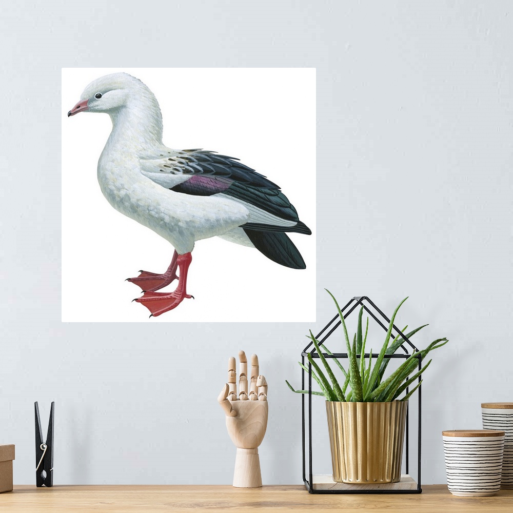 A bohemian room featuring Educational illustration of the Andean goose.
