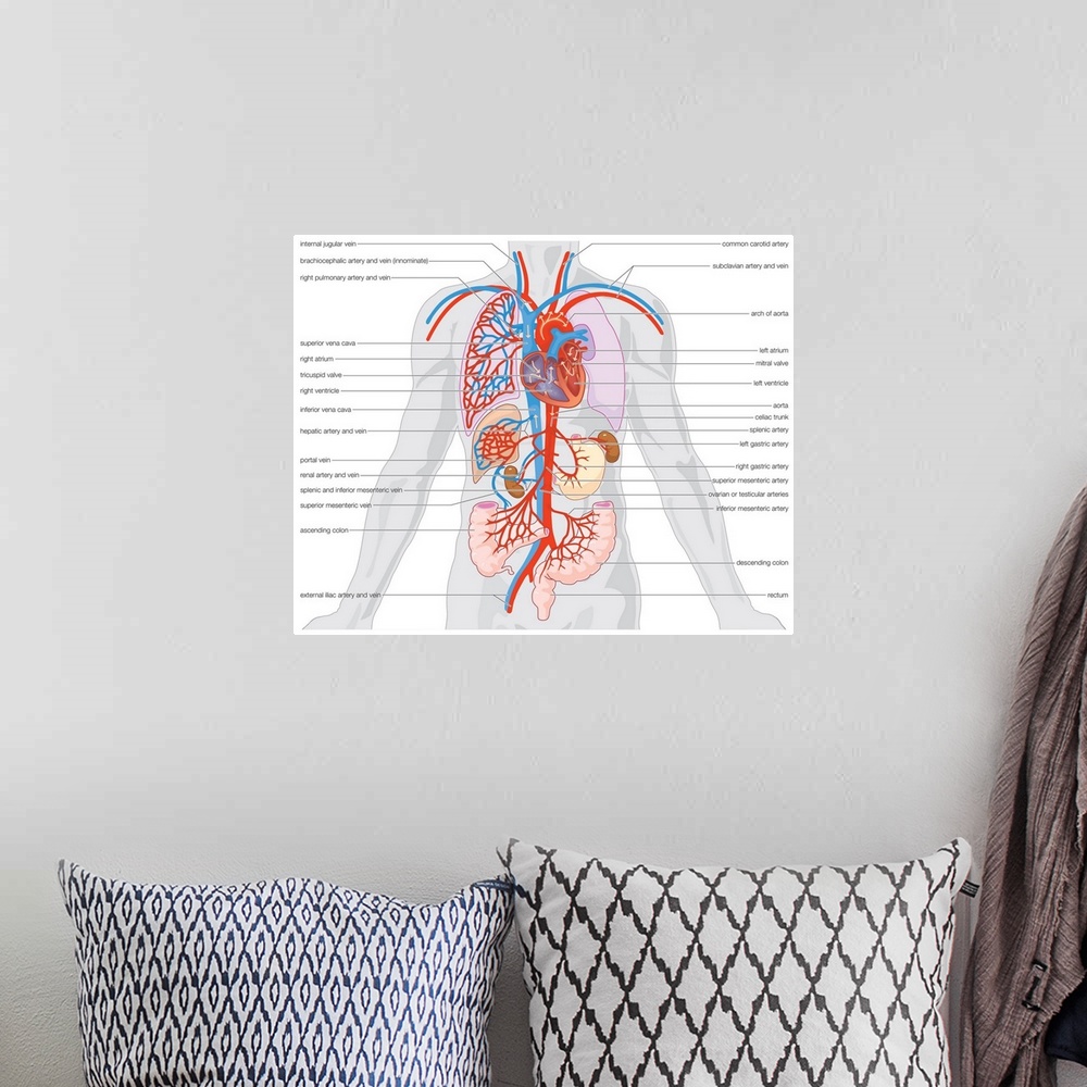 A bohemian room featuring Arterial supply and venous drainage of the organs.