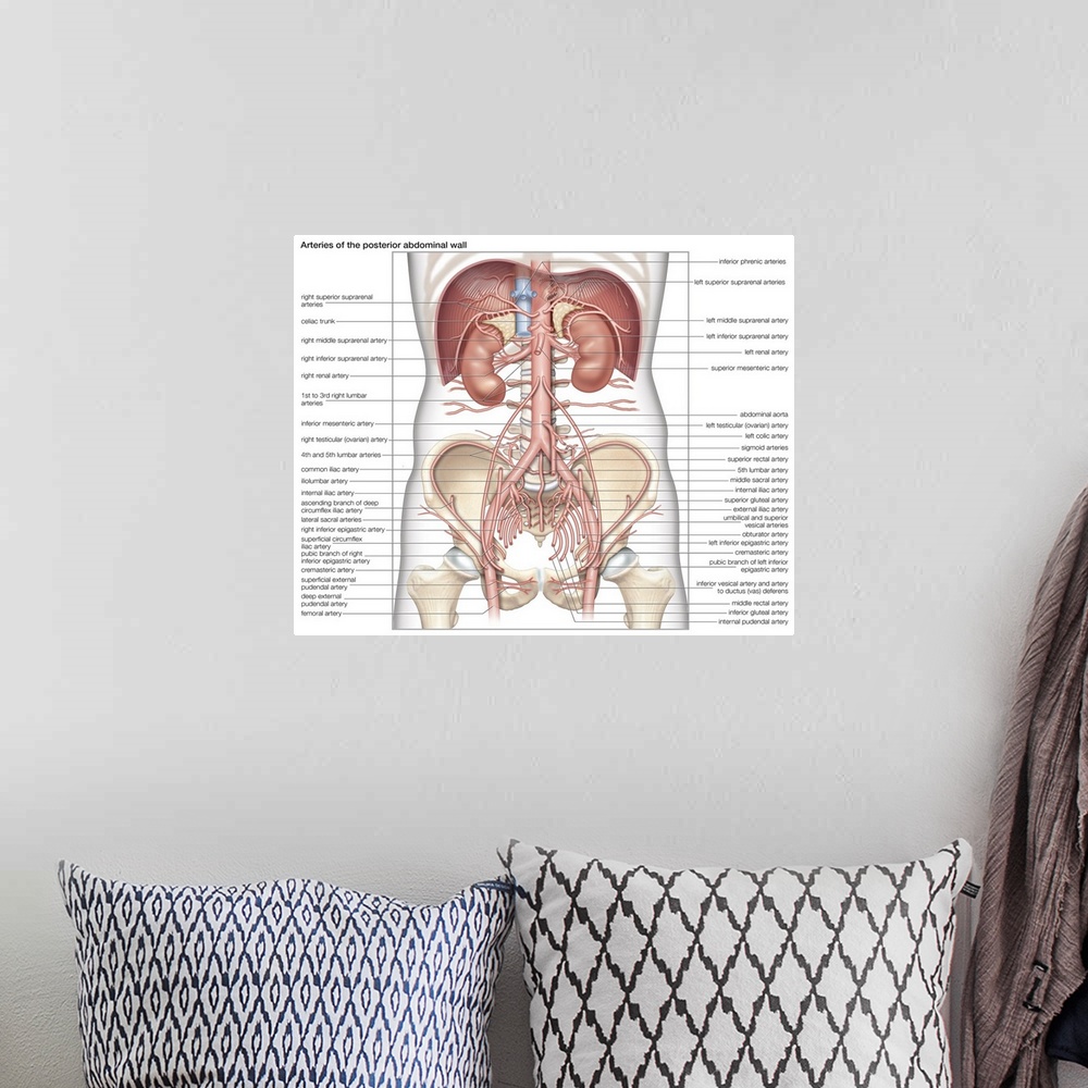 A bohemian room featuring Arteries of the posterior abdominal wall. cardiovascular system