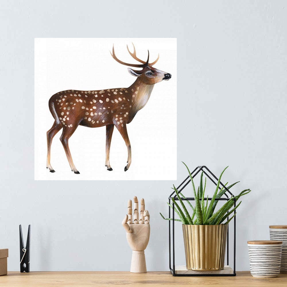 A bohemian room featuring Axis Deer (Cervus Axis)