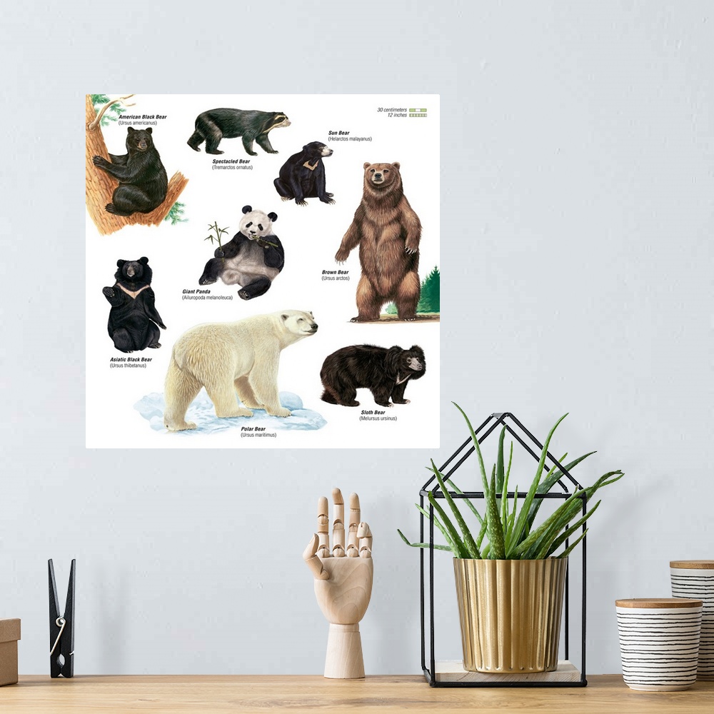 A bohemian room featuring An educational poster from Encyclopaedia Britannica showing different species of bears.