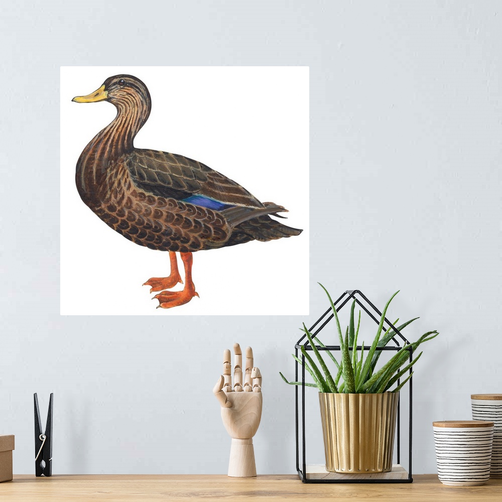 A bohemian room featuring Educational illustration of the black duck.