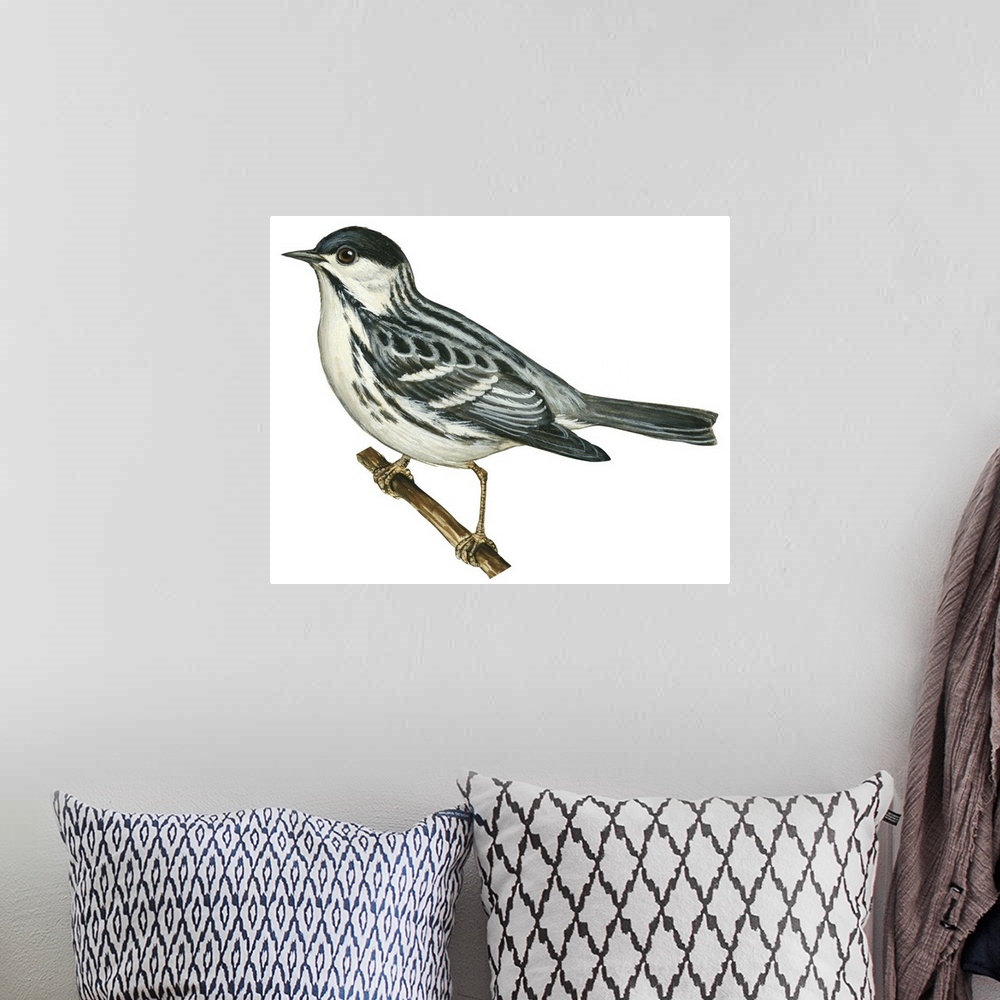 A bohemian room featuring Educational illustration of the black-poll warbler.