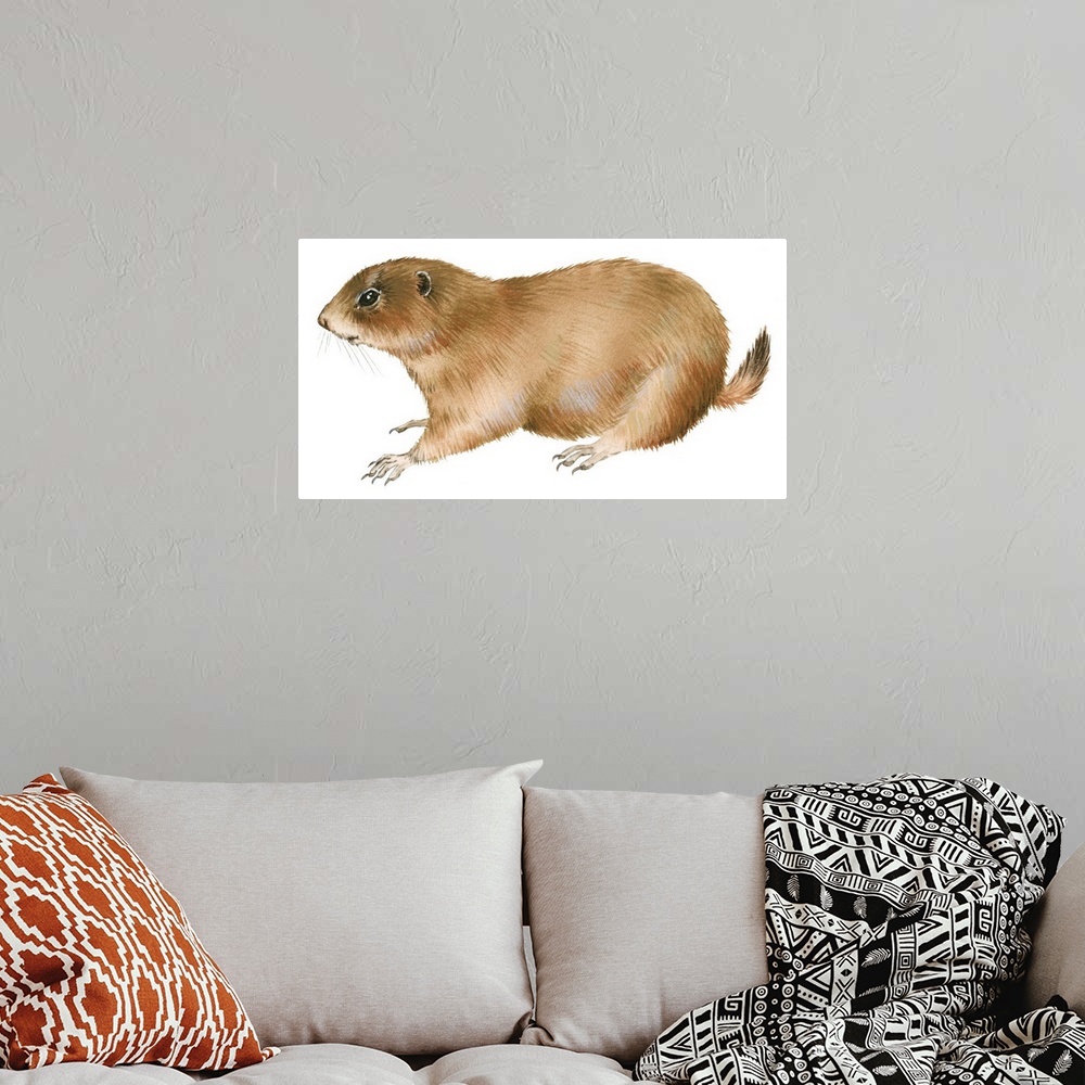 A bohemian room featuring Black-Tailed Prairie Dog (Cynomys Ludovicianus)