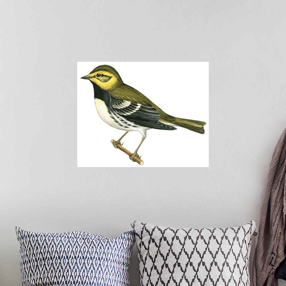 A bohemian room featuring Educational illustration of the black-throated green warbler.