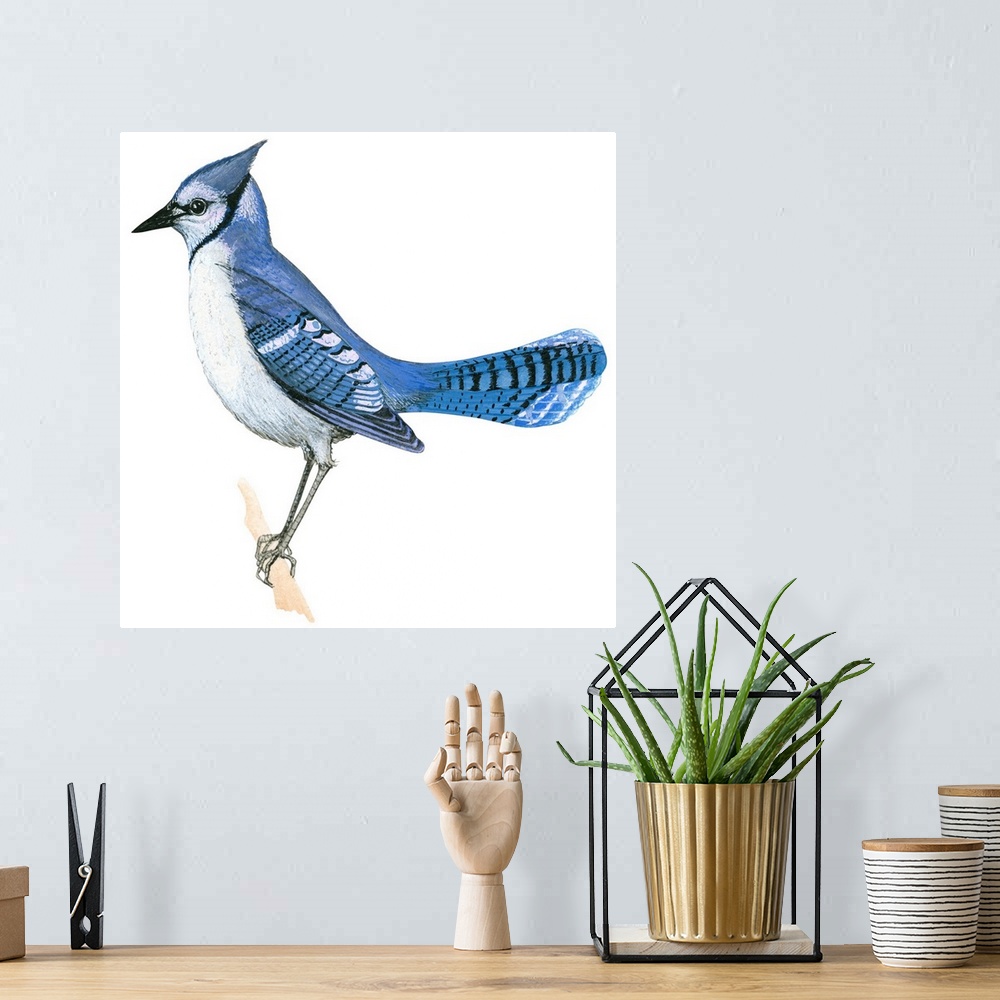A bohemian room featuring Educational illustration of the blue jay.