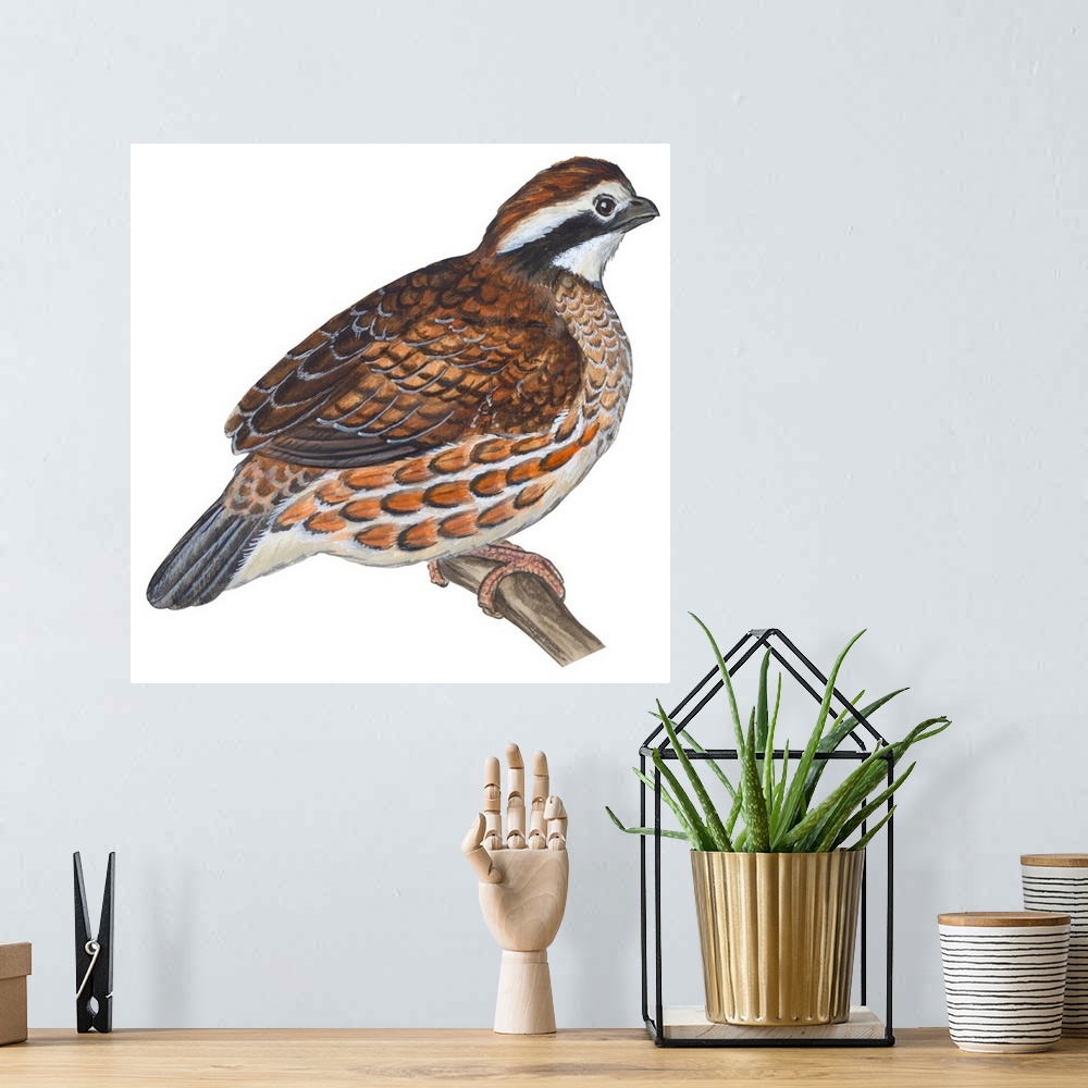 A bohemian room featuring Educational illustration of the bobwhite.