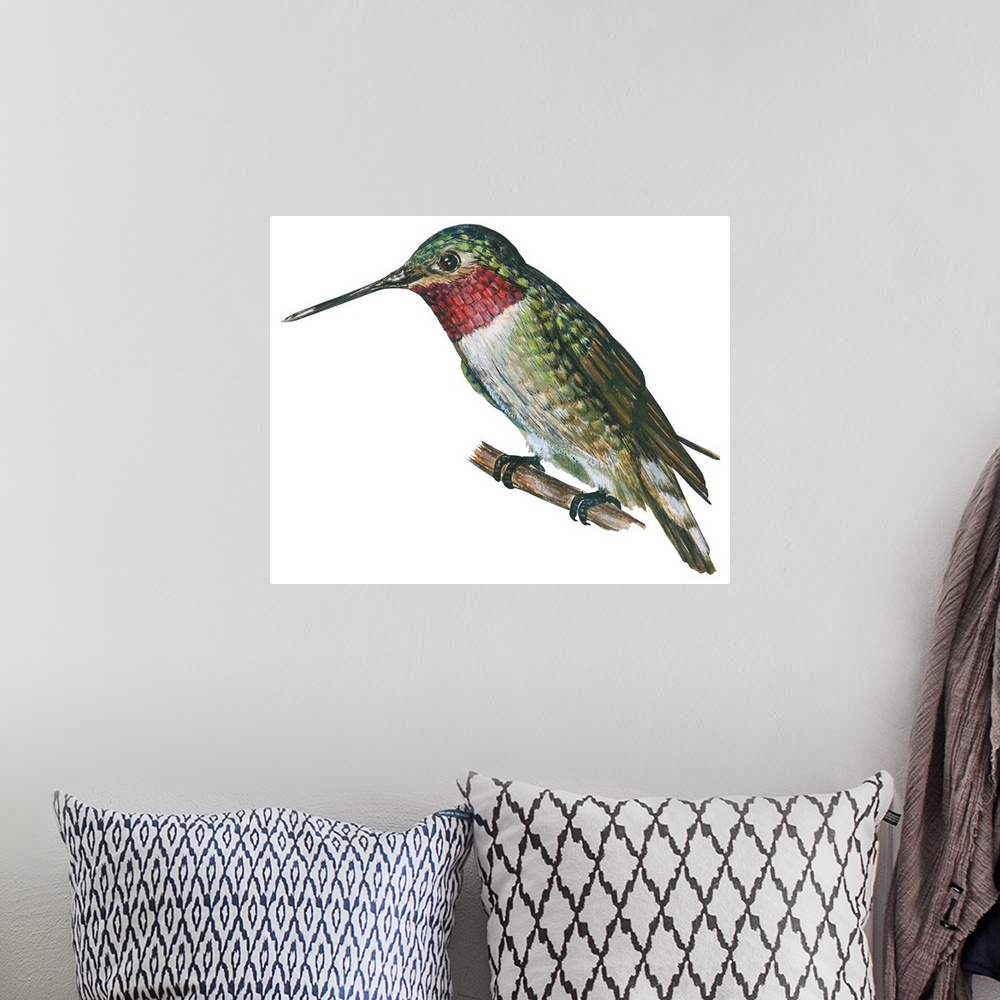 A bohemian room featuring Educational illustration of the broad-tailed hummingbird.