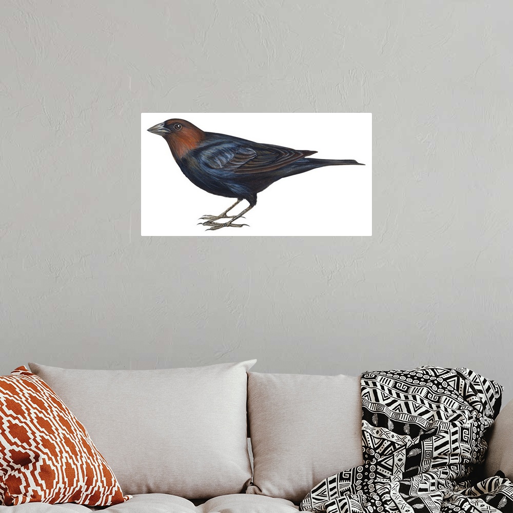 A bohemian room featuring Educational illustration of the brown-headed cowbird.