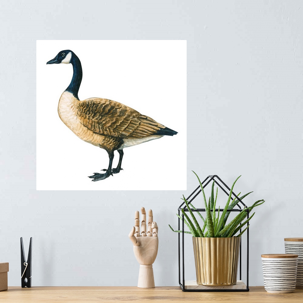 A bohemian room featuring Educational illustration of the Canada goose.