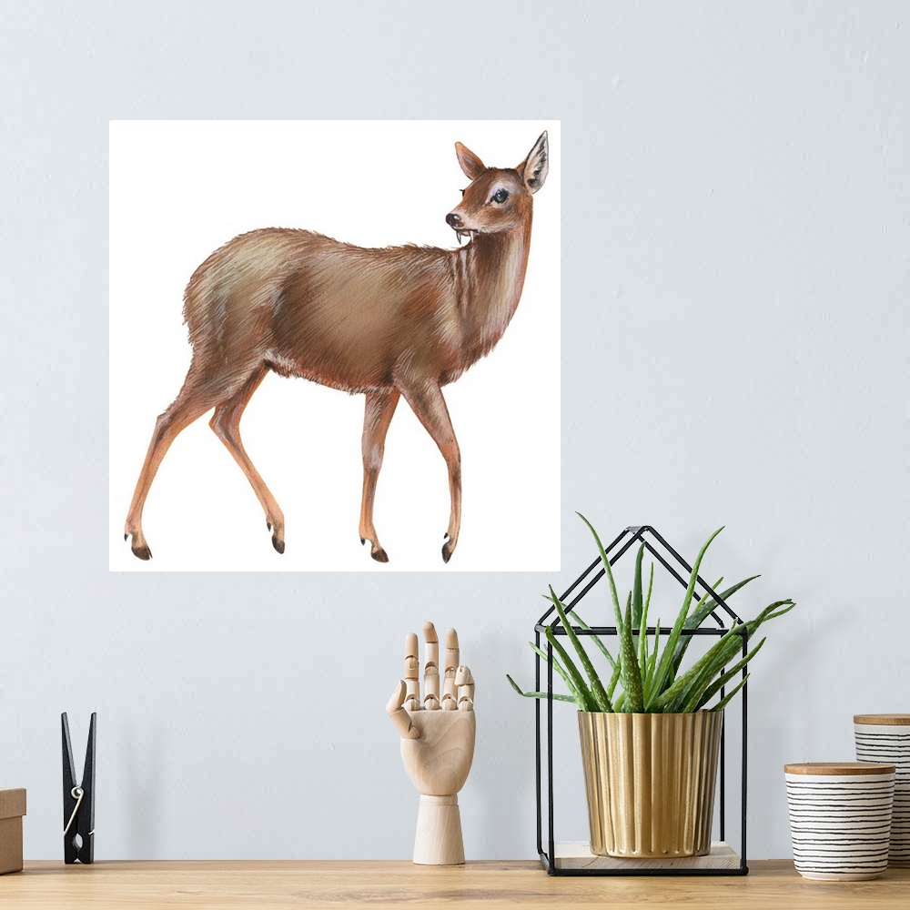 A bohemian room featuring Chinese Water Deer (Hydropotes Inermis)