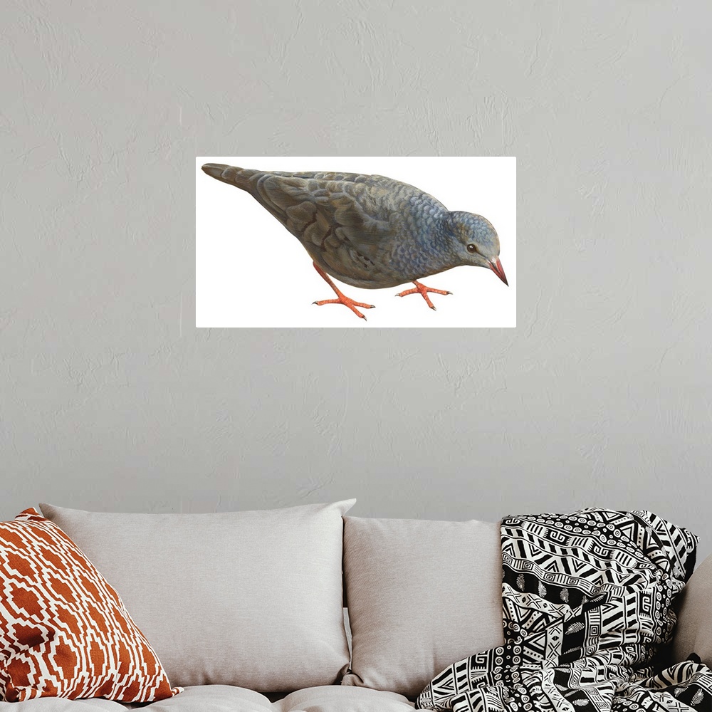 A bohemian room featuring Educational illustration of the common ground dove.