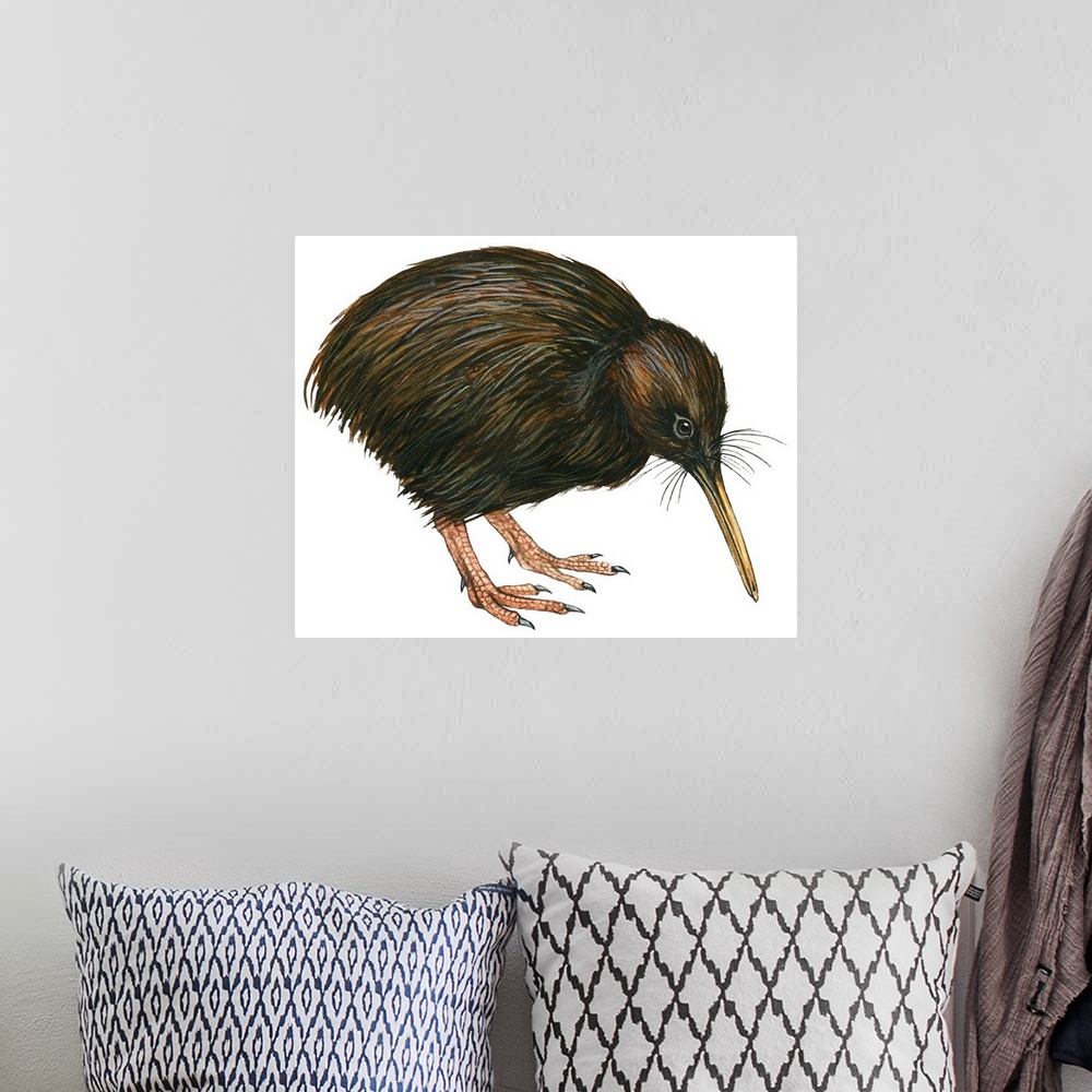 A bohemian room featuring Educational illustration of the common kiwi.