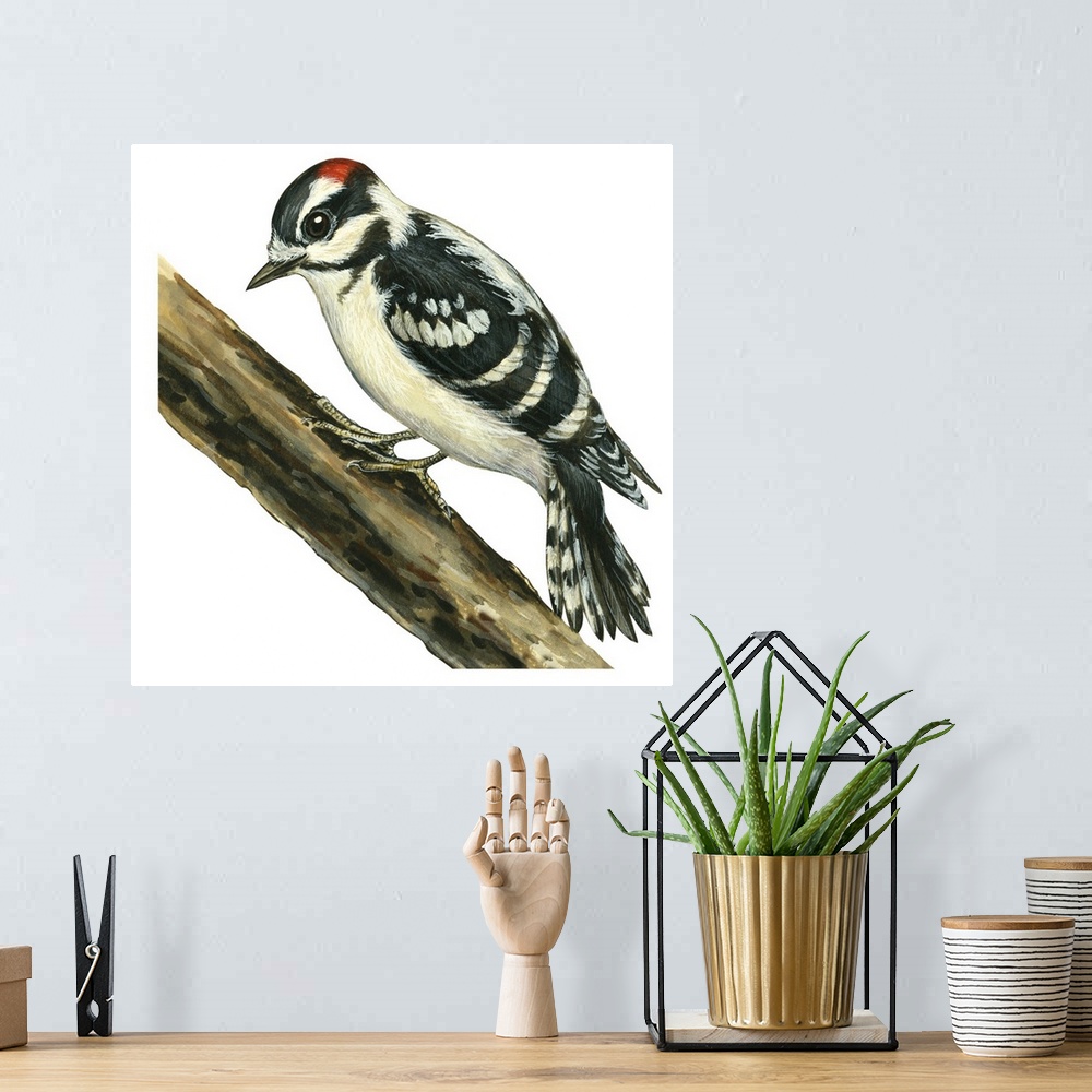 A bohemian room featuring Educational illustration of the downy woodpecker.