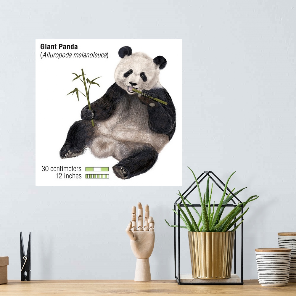 A bohemian room featuring An illustration from Encyclopaedia Britannica of a Giant Panda eating bamboo, showing the scale o...