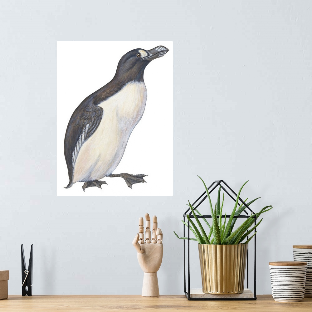 A bohemian room featuring Educational illustration of the great auk.
