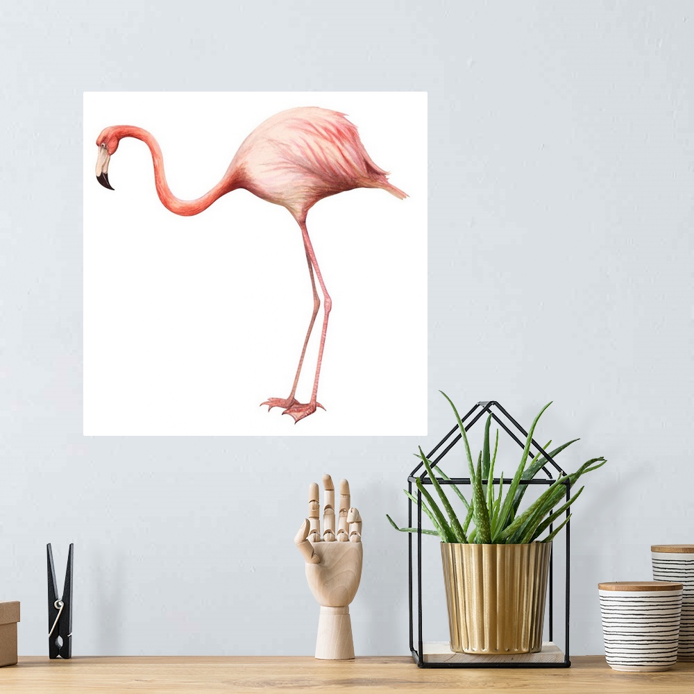 A bohemian room featuring Educational illustration of the greater flamingo.