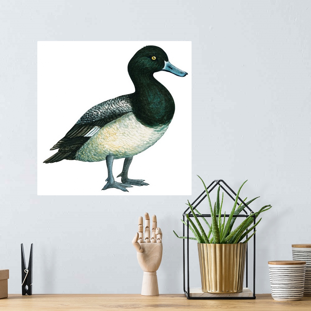 A bohemian room featuring Educational illustration of the greater scaup.