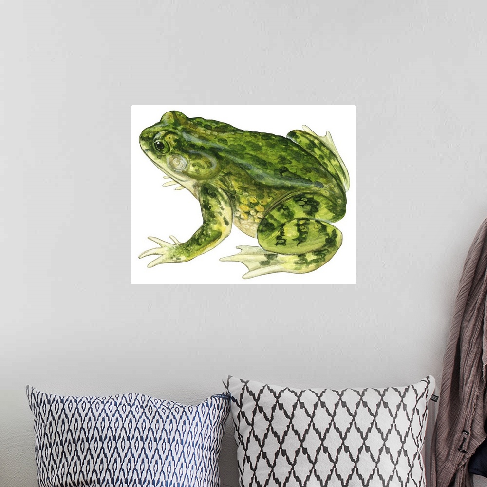 A bohemian room featuring Educational illustration of the green toad.