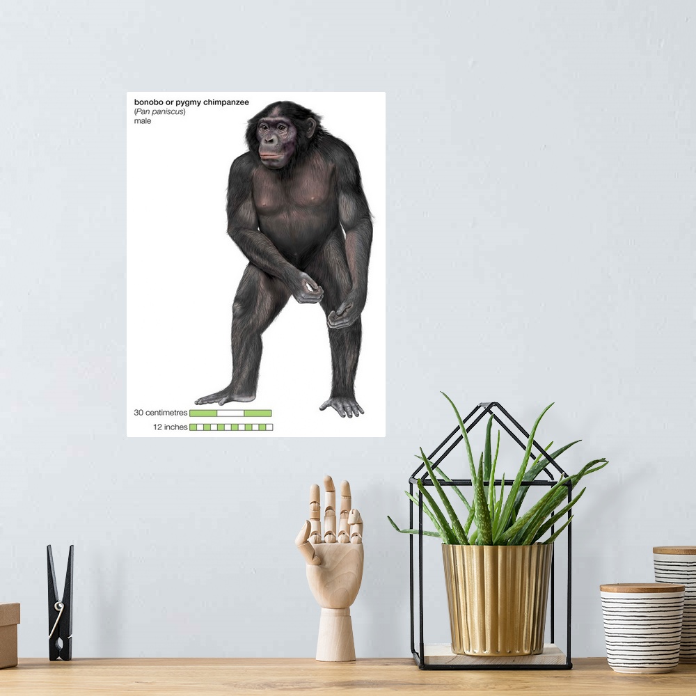 A bohemian room featuring Male Bonobo Or Pygmy Chimpanzee (Pan Paniscus), Ape