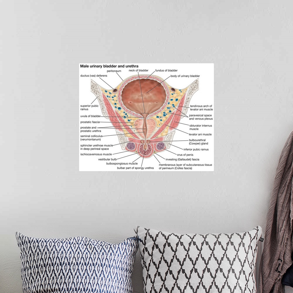 A bohemian room featuring Male urinary bladder and urethra. urinary system