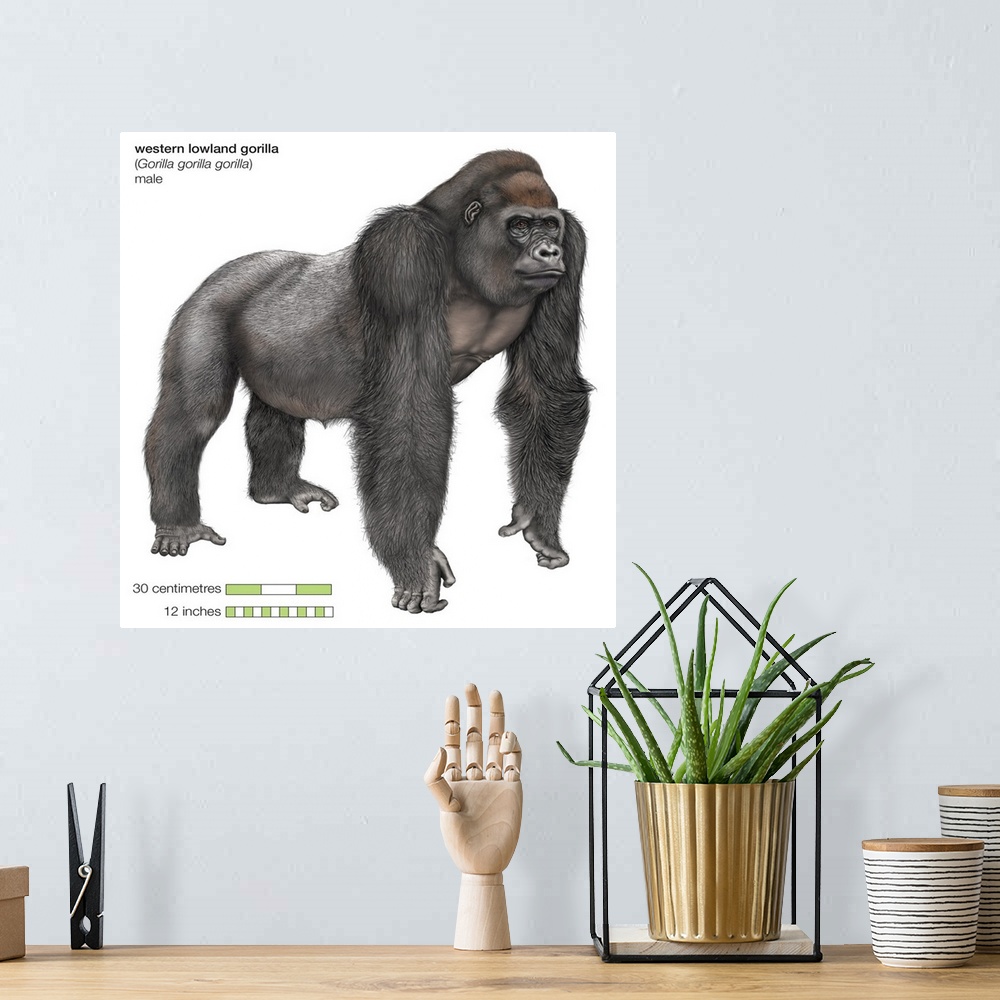 A bohemian room featuring Male Western Lowland Gorilla (Gorilla Gorilla Gorilla), Ape