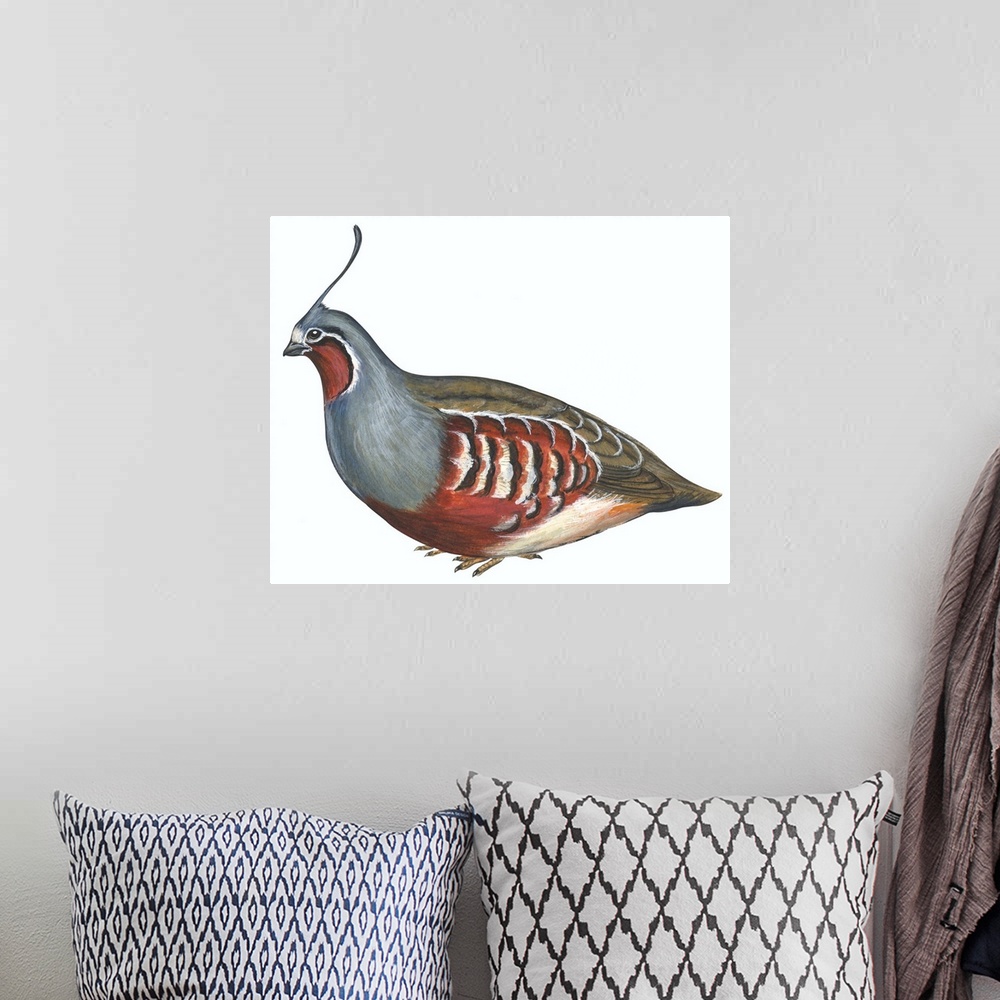 A bohemian room featuring Educational illustration of the mountain quail.