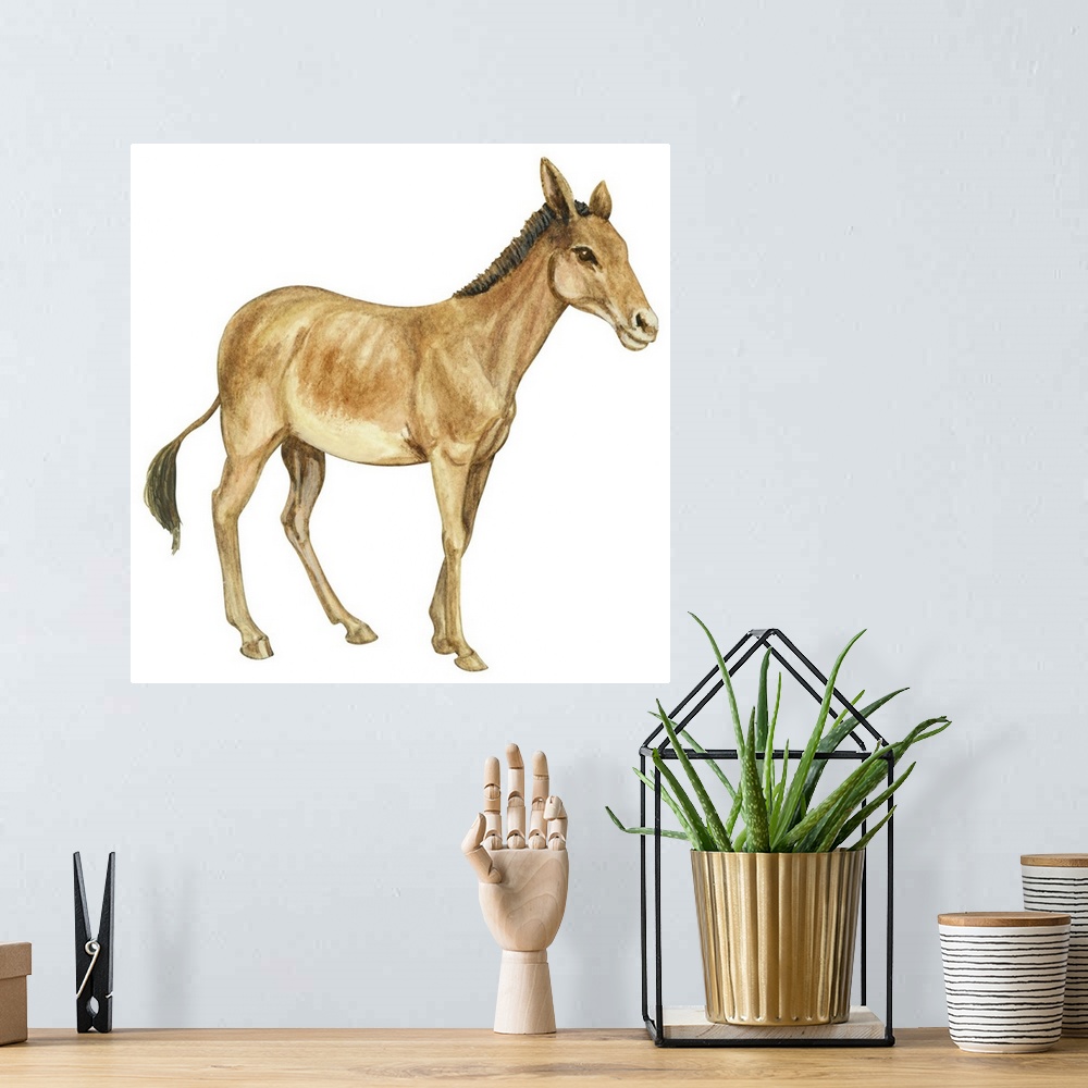 A bohemian room featuring Onager (Equus Onager)