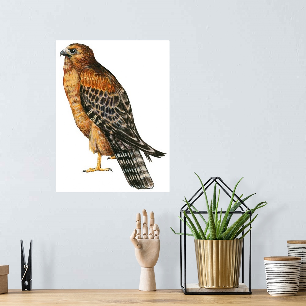 A bohemian room featuring Educational illustration of the red-shouldered hawk.