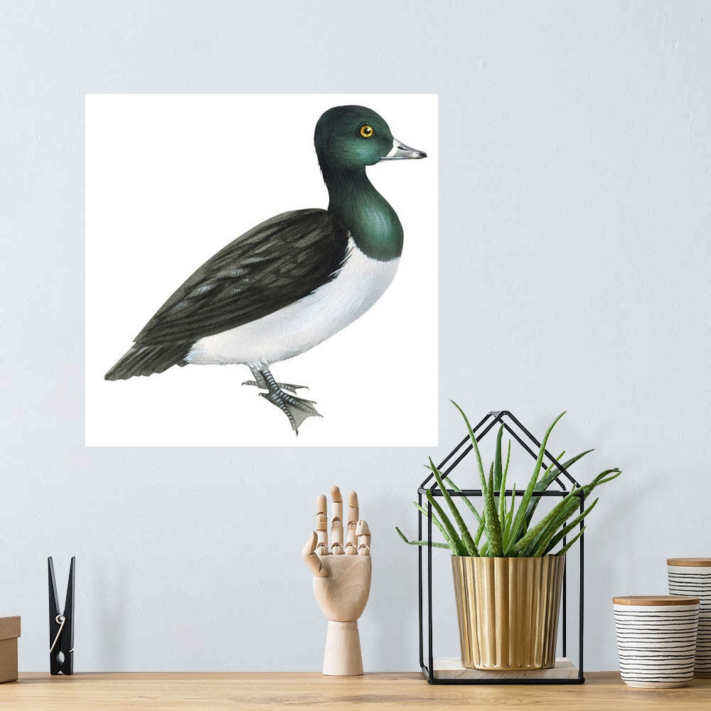 A bohemian room featuring Educational illustration of the ring-necked duck.