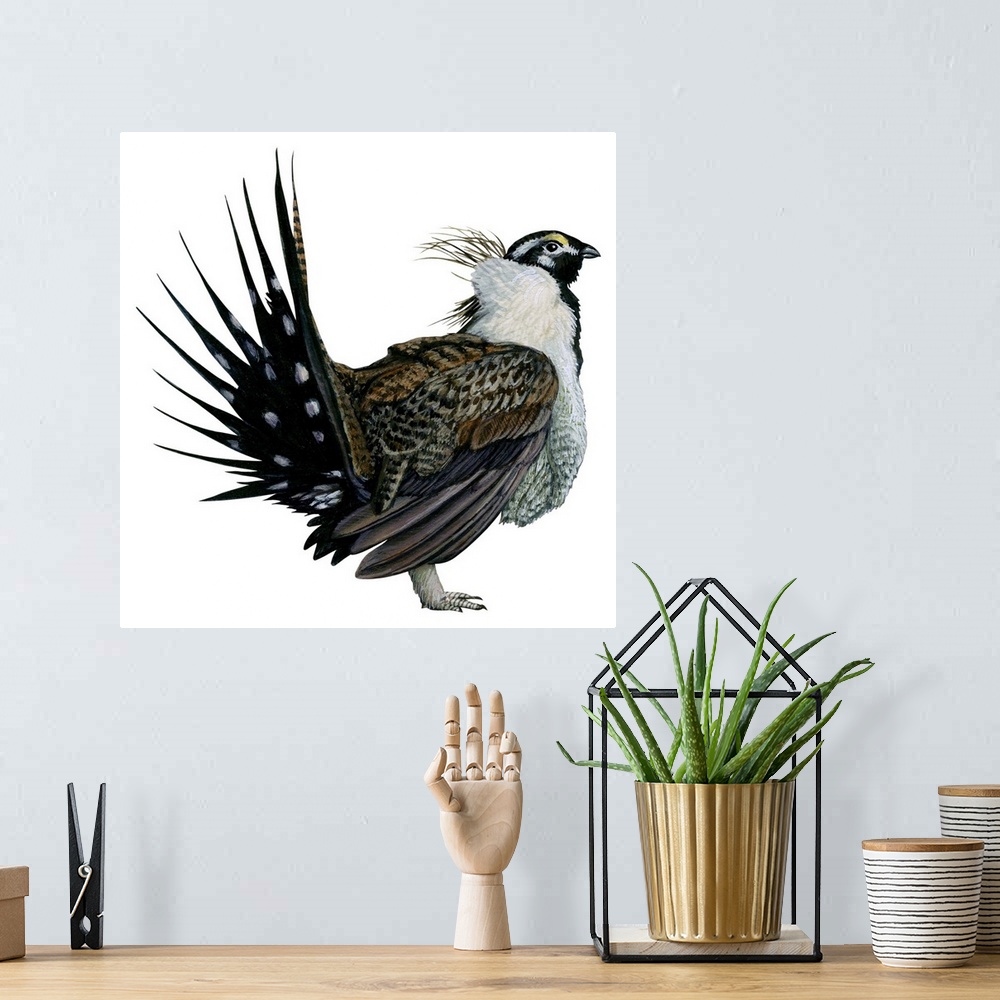 A bohemian room featuring Educational illustration of the sage grouse.