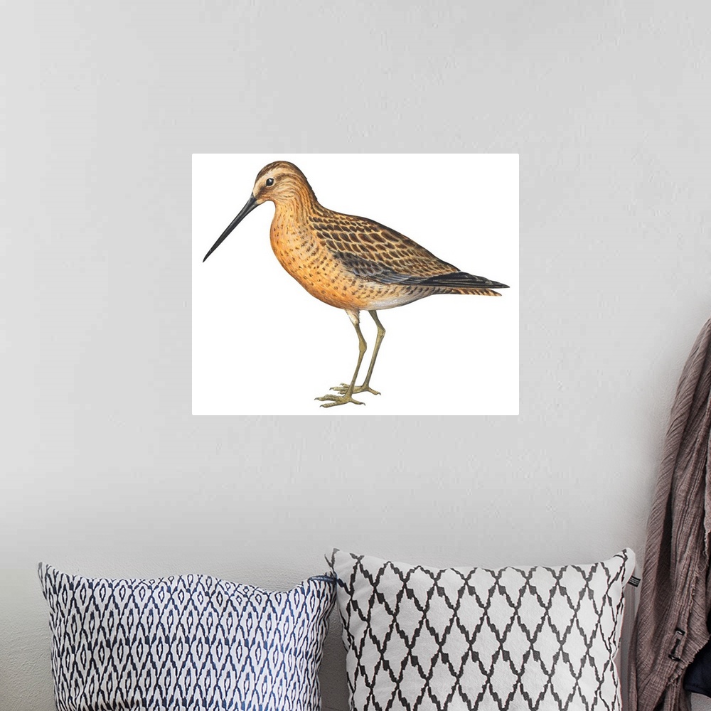 A bohemian room featuring Educational illustration of the short-billed dowitcher.
