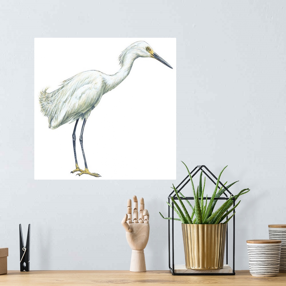 A bohemian room featuring Educational illustration of the snowy egret.