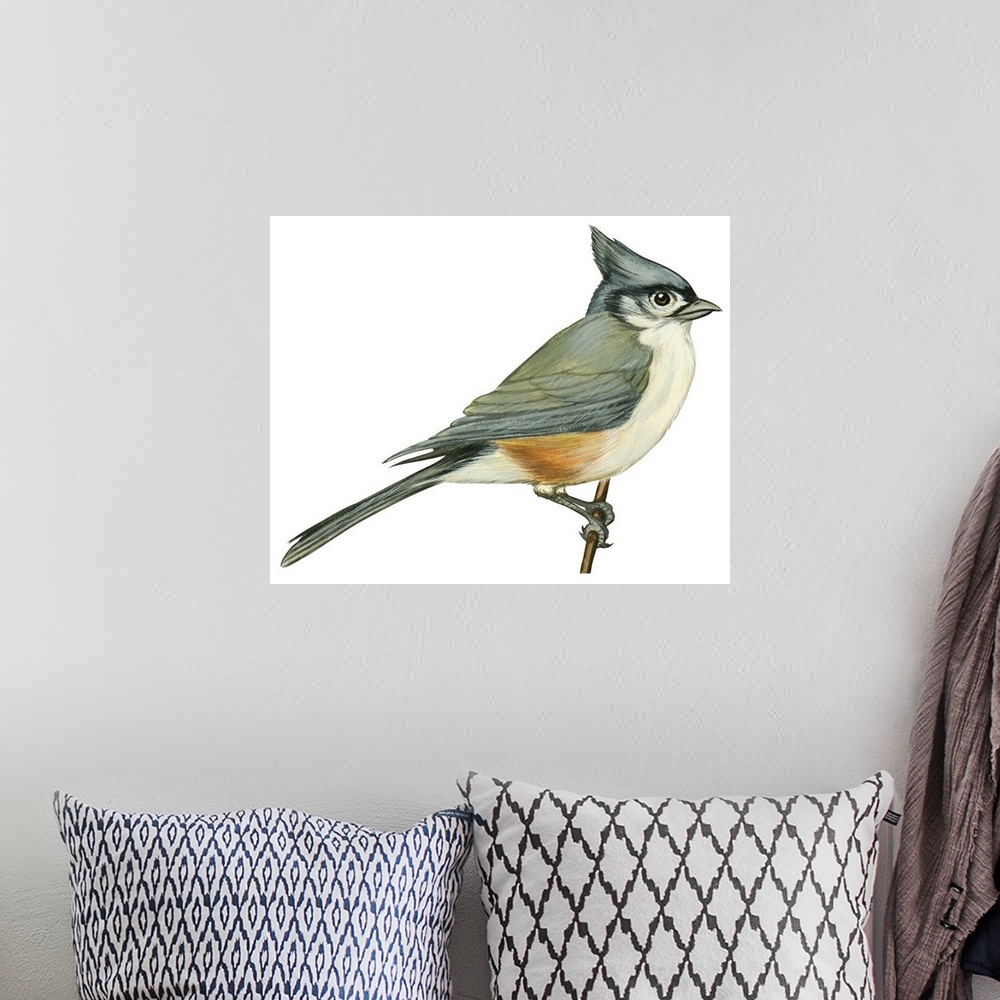 A bohemian room featuring Educational illustration of the tufted titmouse.