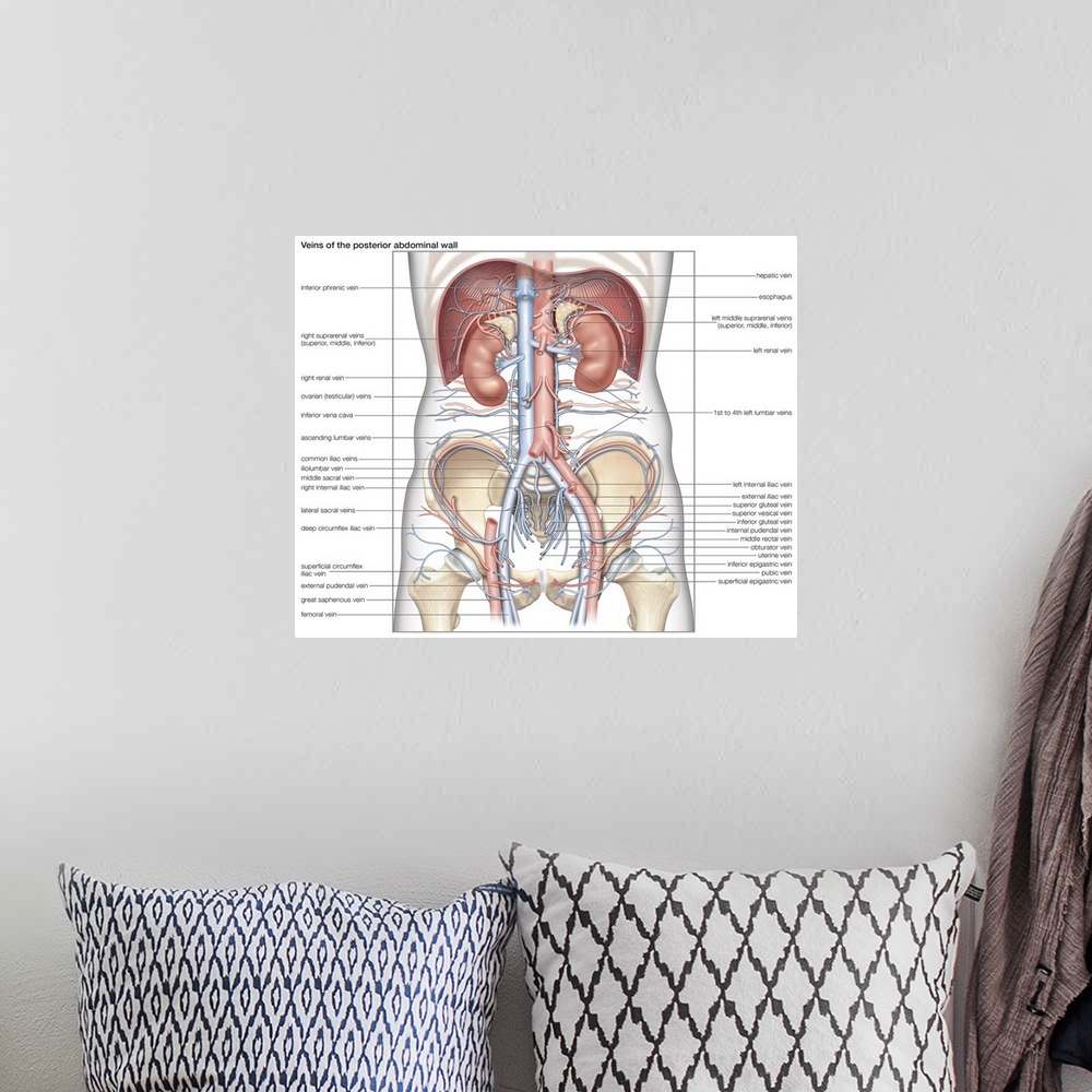 A bohemian room featuring Veins of the posterior abdominal wall. cardiovascular system