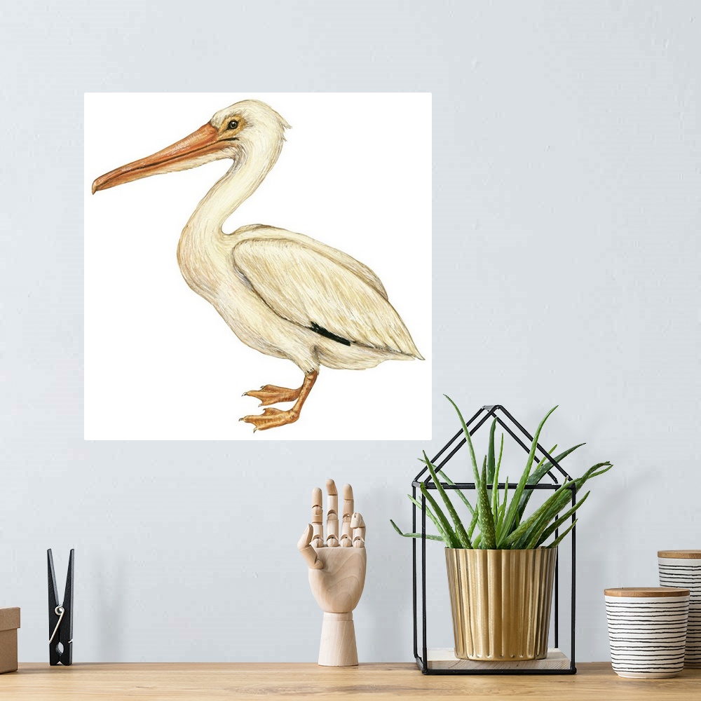 A bohemian room featuring Educational illustration of the white pelican.