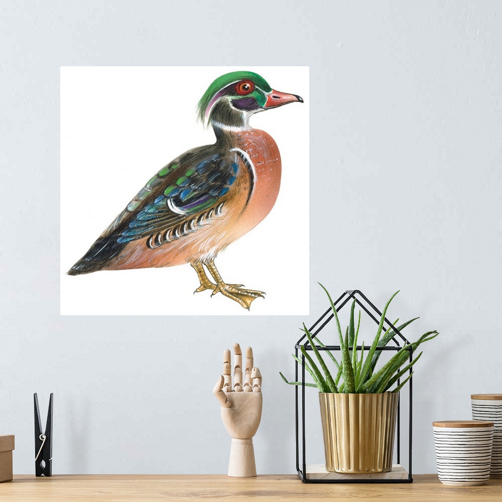 A bohemian room featuring Educational illustration of the wood duck.