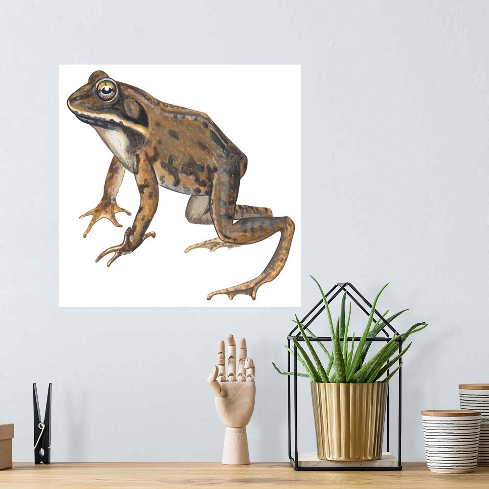 A bohemian room featuring Educational illustration of the wood frog.