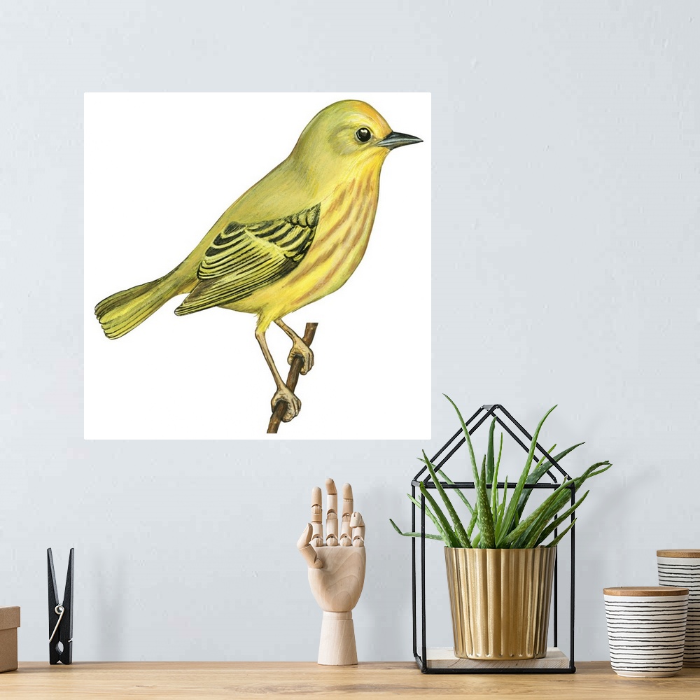 A bohemian room featuring Educational illustration of the yellow warbler.