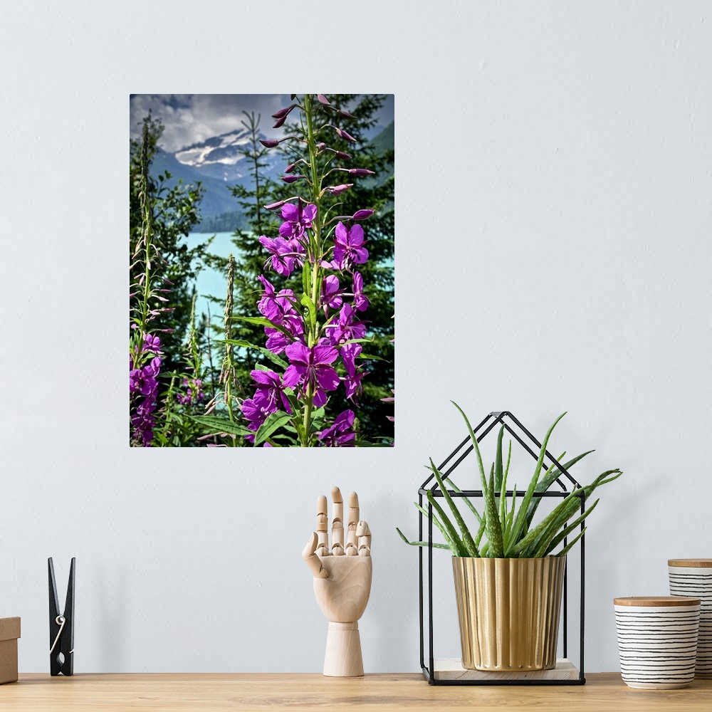 A bohemian room featuring Italy, Stelvio National Park. Flowers and Val Martello lake with snowcapped mountain in the far b...