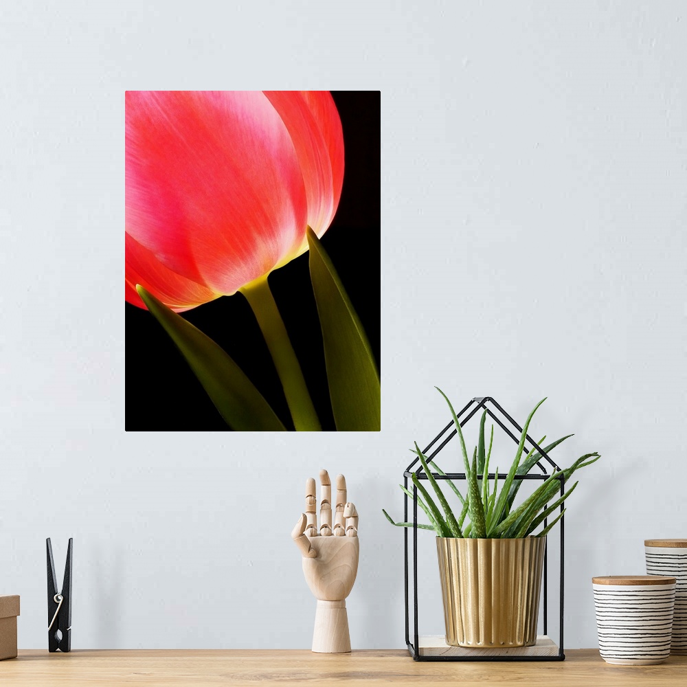 A bohemian room featuring Glowing Tulip