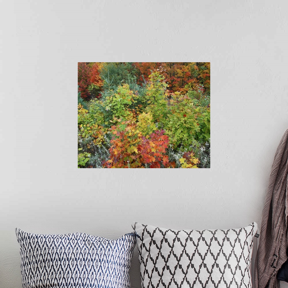 A bohemian room featuring Tim Fitzharris-8919-Autumn colors Killarney Prov Park Ontario