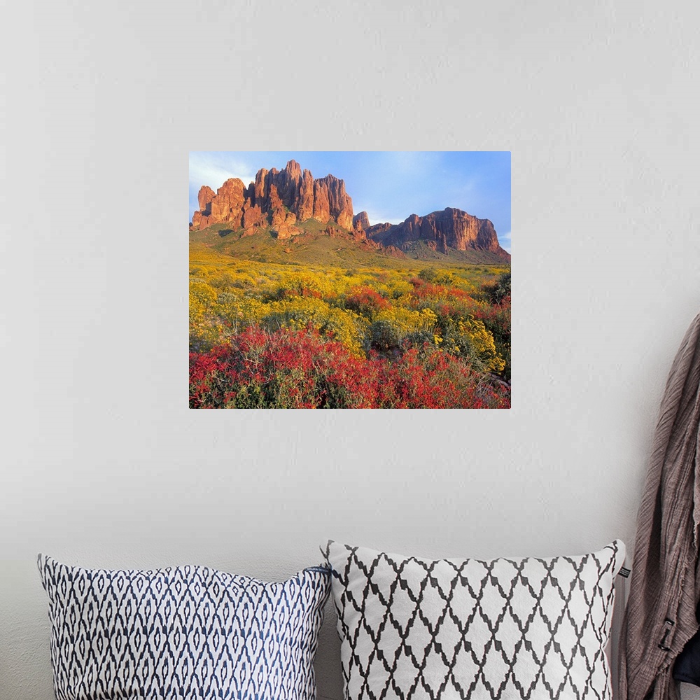 A bohemian room featuring Chuparosa and Brittlebush, Superstition Mountains, Arizona