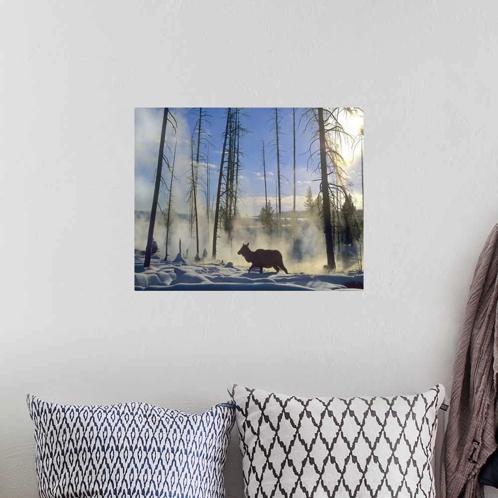 A bohemian room featuring Elk female in the snow, Yellowstone National Park, Wyoming