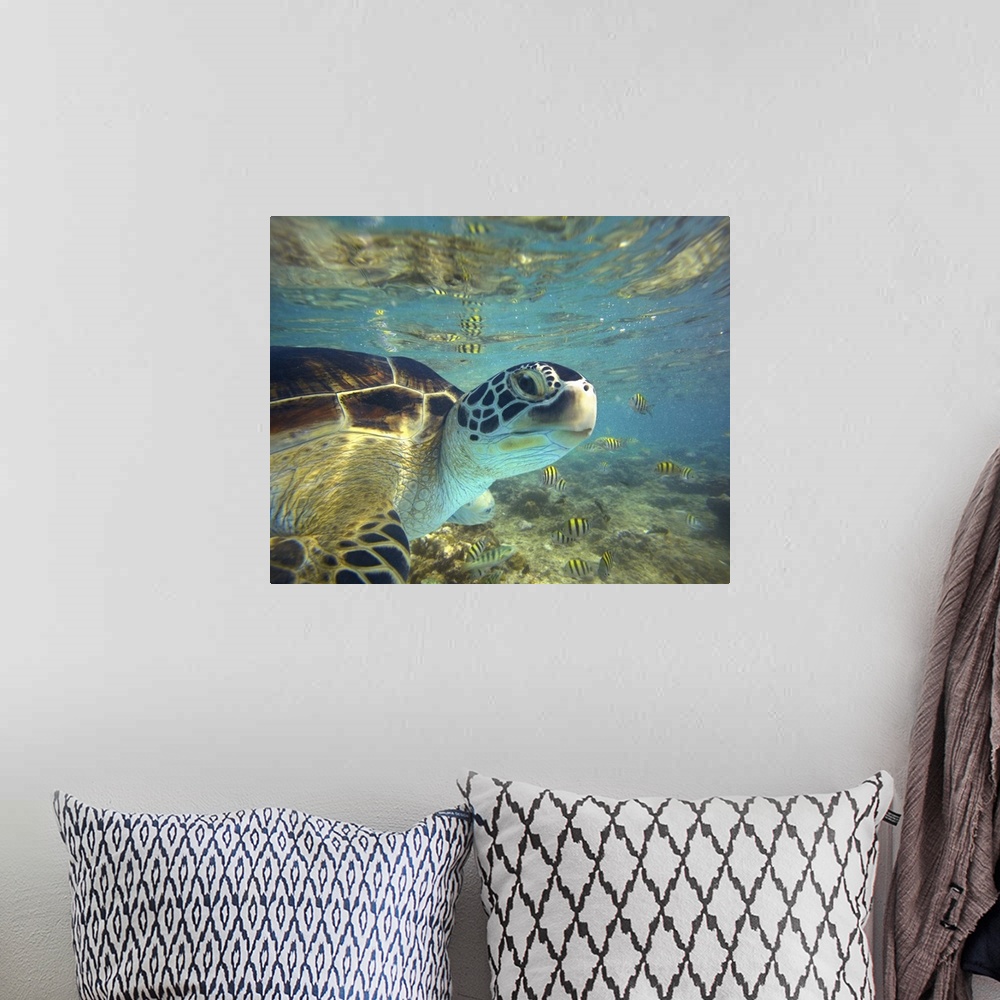 A bohemian room featuring Green Sea Turtle (Chelonia mydas), Balicasag Island, Philippines