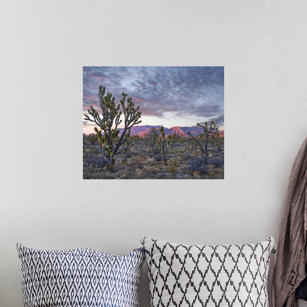 A bohemian room featuring Joshua Trees and Little San Bernardino Mountains, Joshua Tree National Park, California
