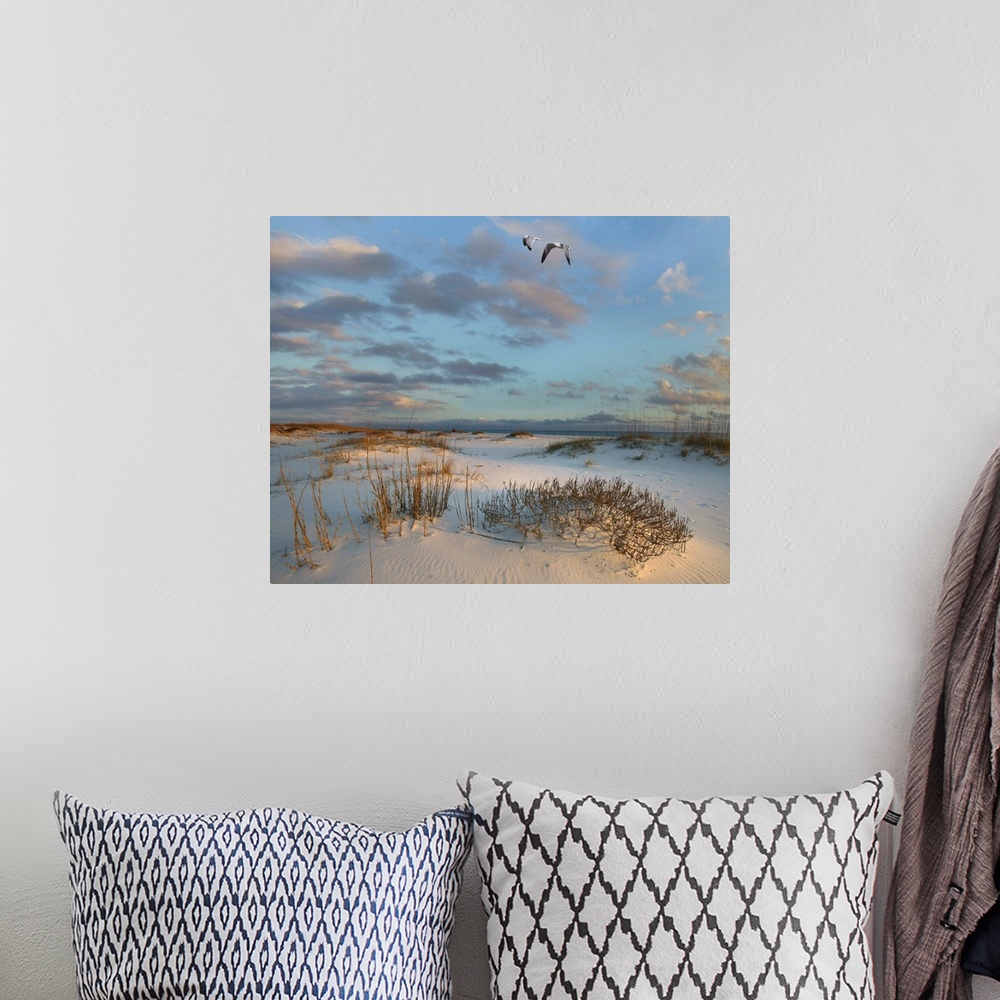 A bohemian room featuring Laughing Gulls flying over coastal dunes, Gulf Islands National Seashore, Florida