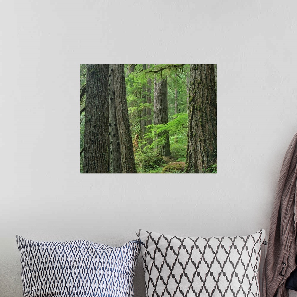 A bohemian room featuring Old growth forest of Western Red Cedar Grove of the Patriarchs, Washington