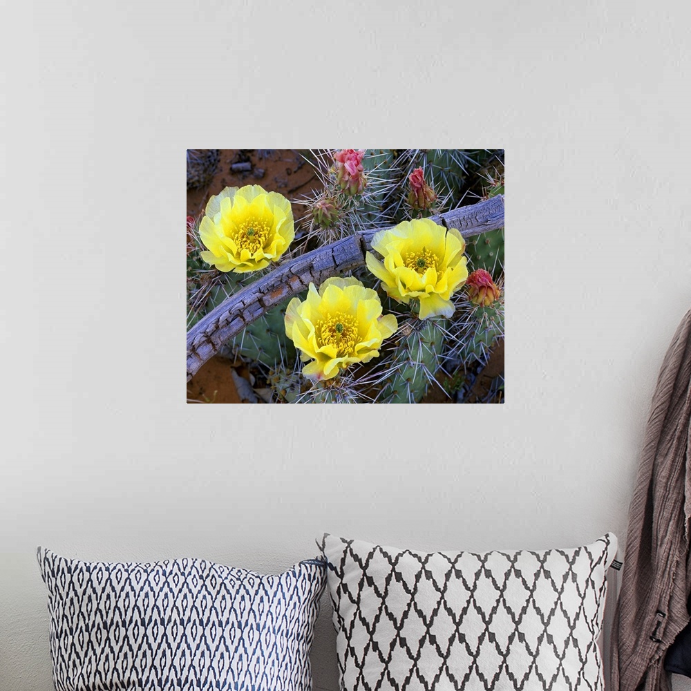 A bohemian room featuring Opuntia (Opuntia sp) cactus blooming, North America